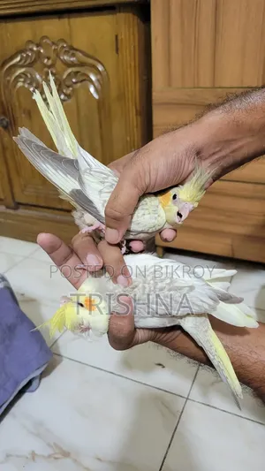 Cocktail birds with full setup and a pair of chicks will be sold