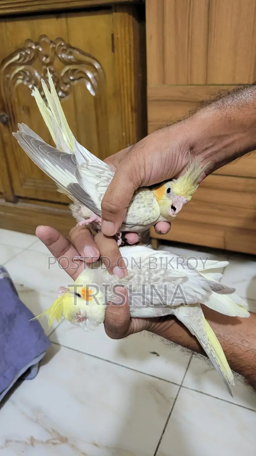 Cocktail birds with full setup and a pair of chicks will be sold