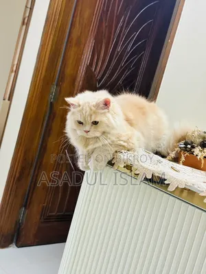 3-6 Months Male Purebred Persian
