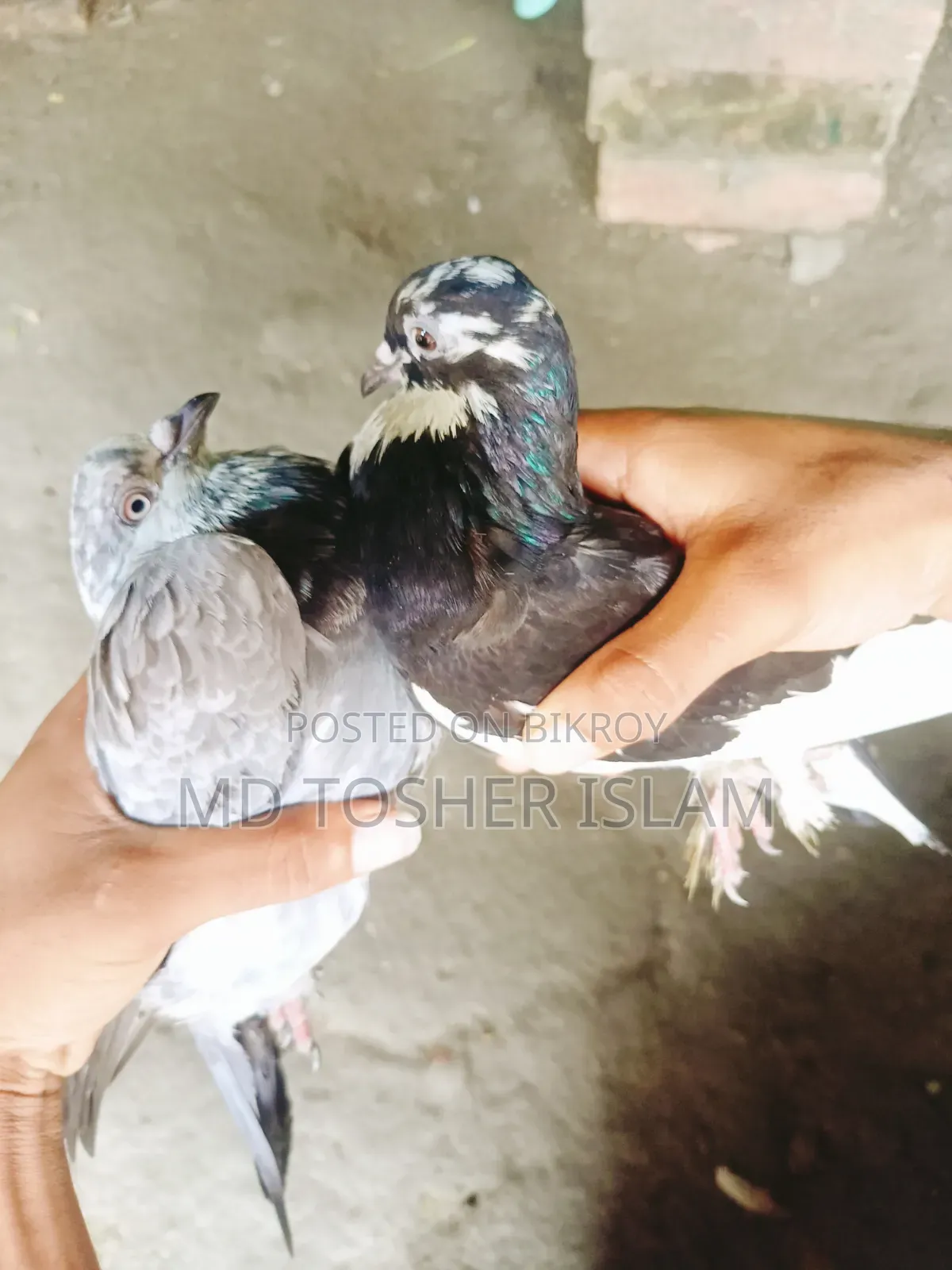 এক জোড়া রানিং কবুতর বিক্রি করা হবে