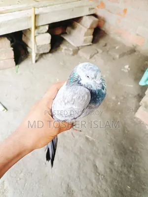 এক জোড়া রানিং কবুতর বিক্রি করা হবে