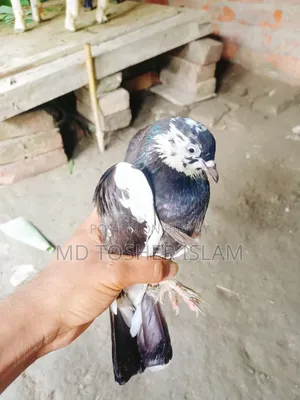 এক জোড়া রানিং কবুতর বিক্রি করা হবে