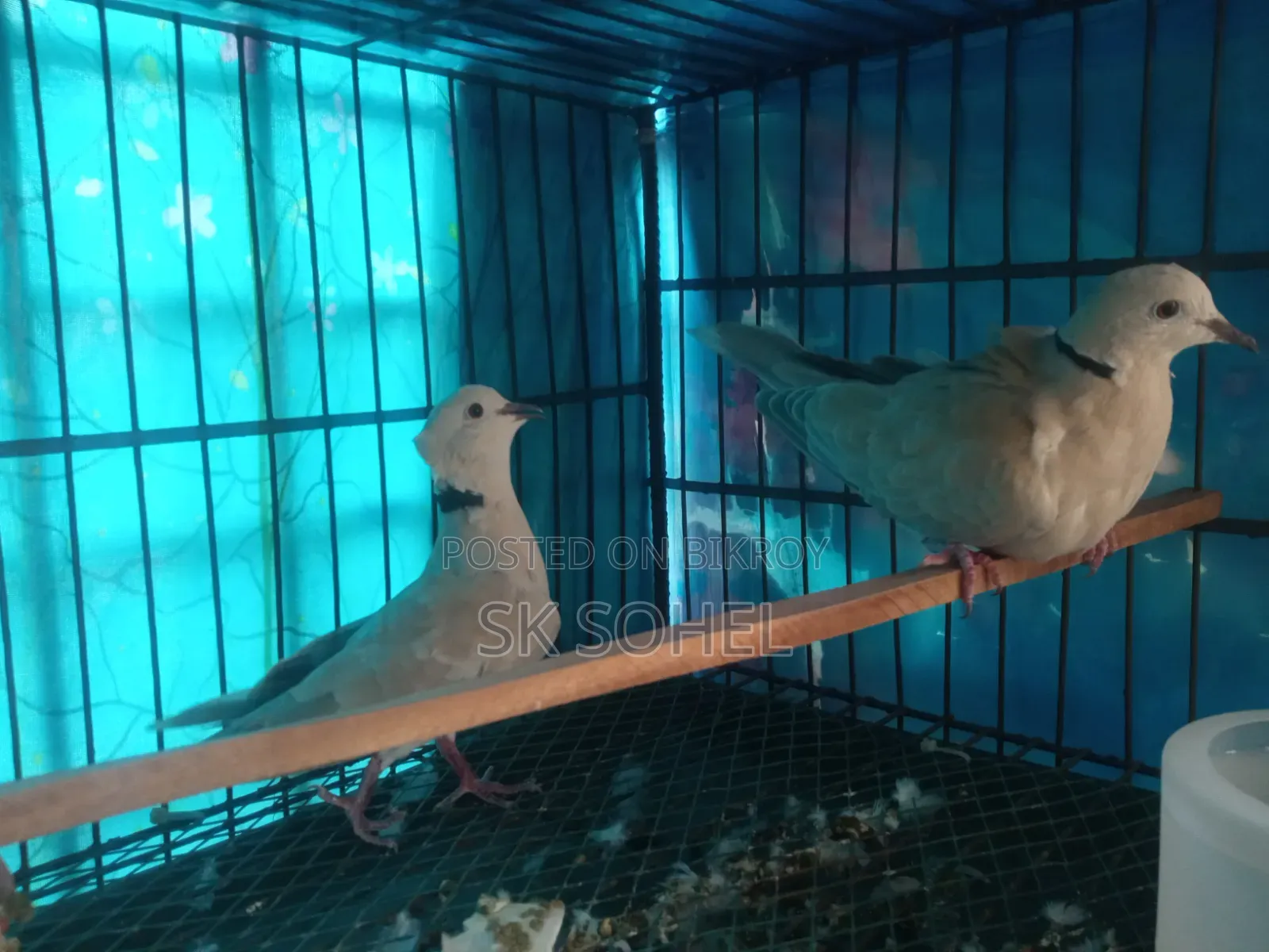অস্ট্রেলিয়ান ঘুঘু