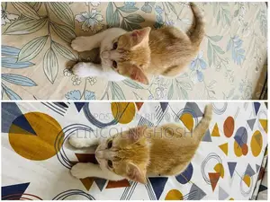 1-3 months Female Purebred Tabby