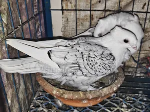 ব্লাকলেস ওভার লাইট সার্টিন ৭ পর ফিক্সড দাম