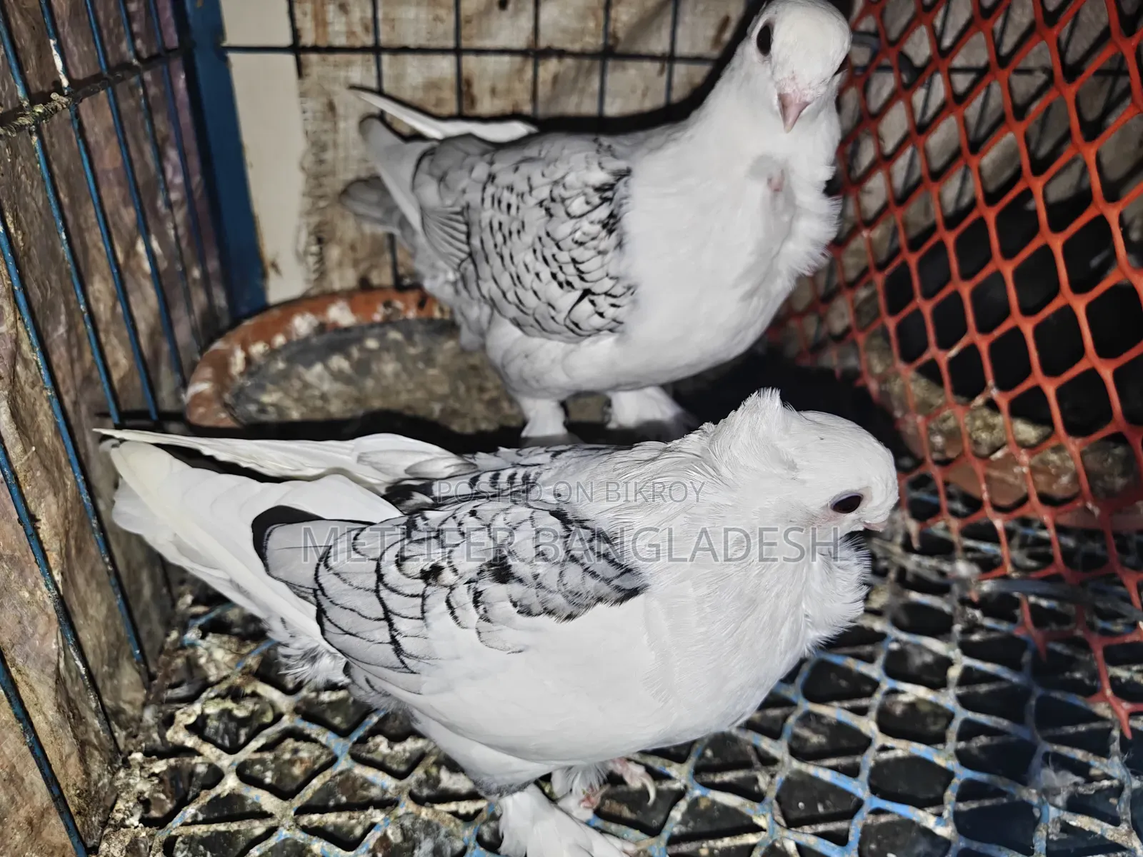 ব্লাকলেস ওভার লাইট সার্টিন ৭ পর ফিক্সড দাম
