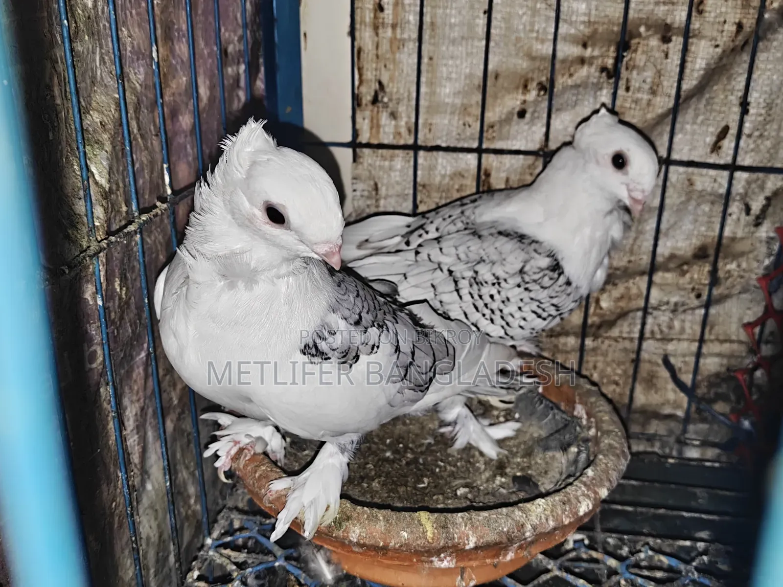ব্লাকলেস ওভার লাইট সার্টিন ৭ পর ফিক্সড দাম