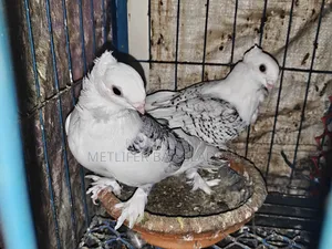 ব্লাকলেস ওভার লাইট সার্টিন ৭ পর ফিক্সড দাম