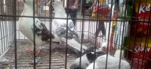 এডাল্ট কবুতর বিক্রয় হবে