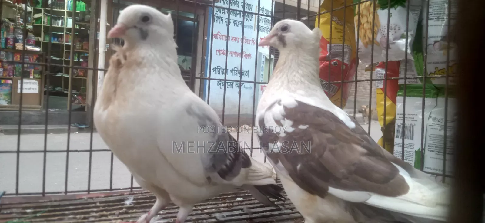 এডাল্ট কবুতর বিক্রয় হবে