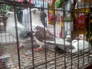 এডাল্ট কবুতর বিক্রয় হবে