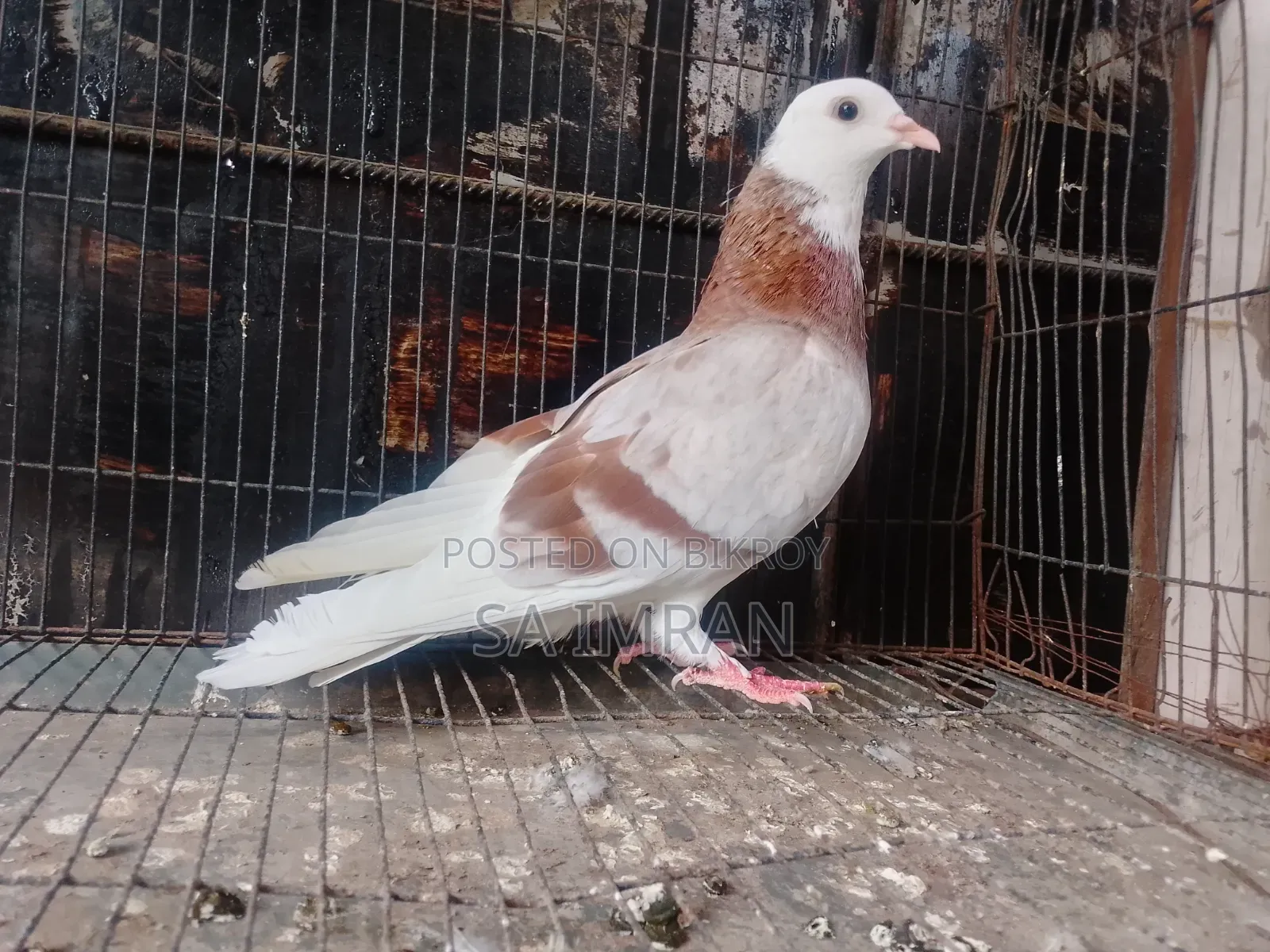 মিলি গররা নর কবুতর