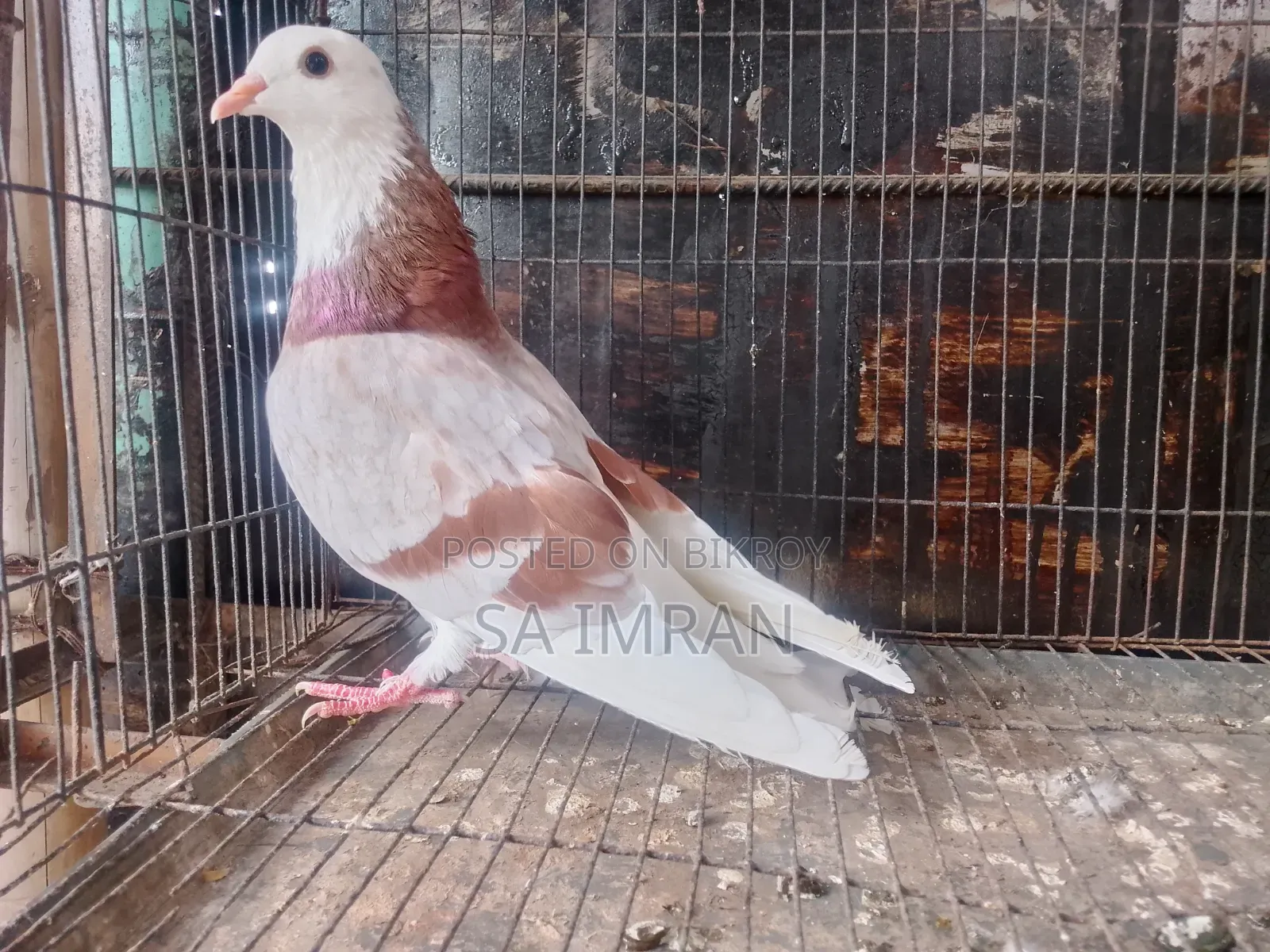 মিলি গররা নর কবুতর