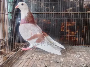 মিলি গররা নর কবুতর