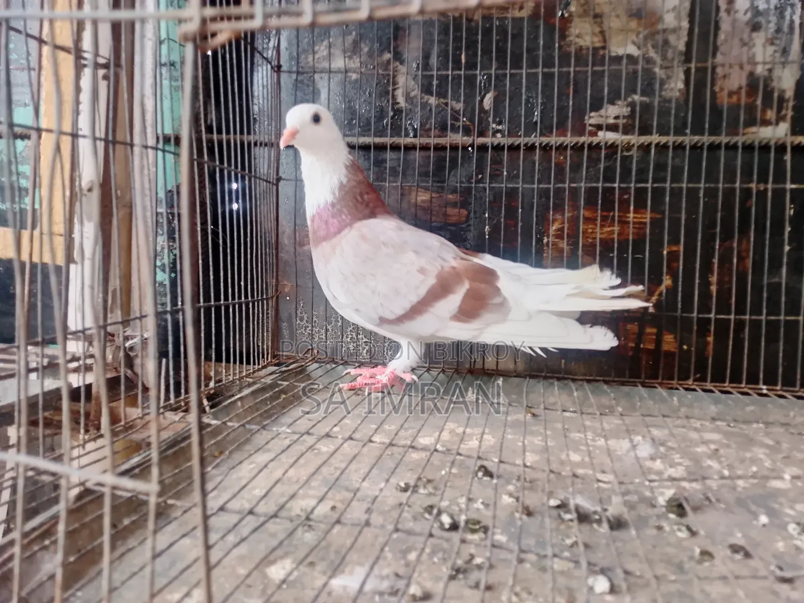 মিলি গররা নর কবুতর