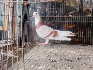 মিলি গররা নর কবুতর