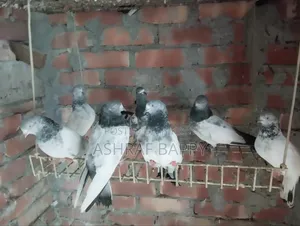 কিছু কবুতর বিক্রি করতে চাই