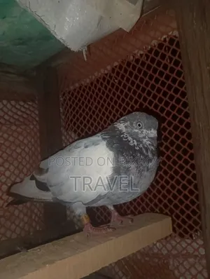 গিরিবাজ হাই ফ্লাইং নর বিক্রি করা হবে পায়ে ক্লাব ত্যাগ করানো।
