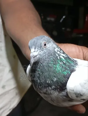 টেডি কবুতর