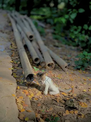 Cat for sell