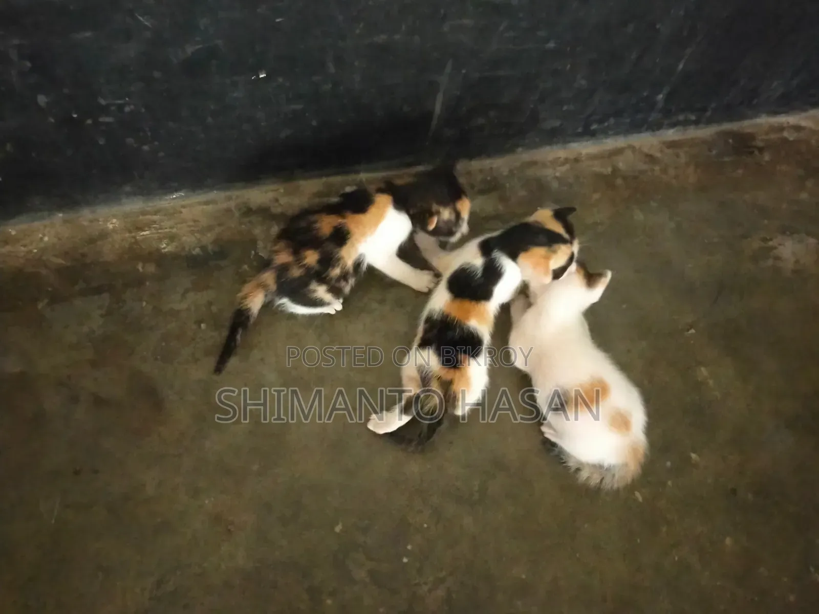 ১-৩ মাস বয়সী পুরুষ মিক্সড ব্রিড পার্সিয়ান