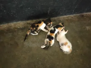 ১-৩ মাস বয়সী পুরুষ মিক্সড ব্রিড পার্সিয়ান