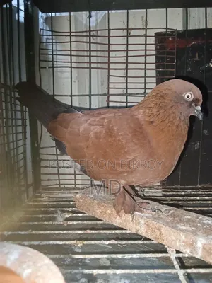 একজোড়া রানিং চিলা কবুতর হাত-বদল হবে বাচ্চাসহ
