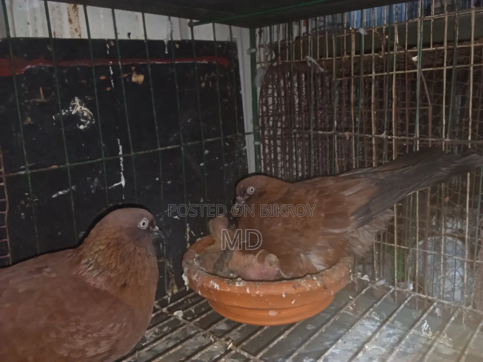 একজোড়া রানিং চিলা কবুতর হাত-বদল হবে বাচ্চাসহ