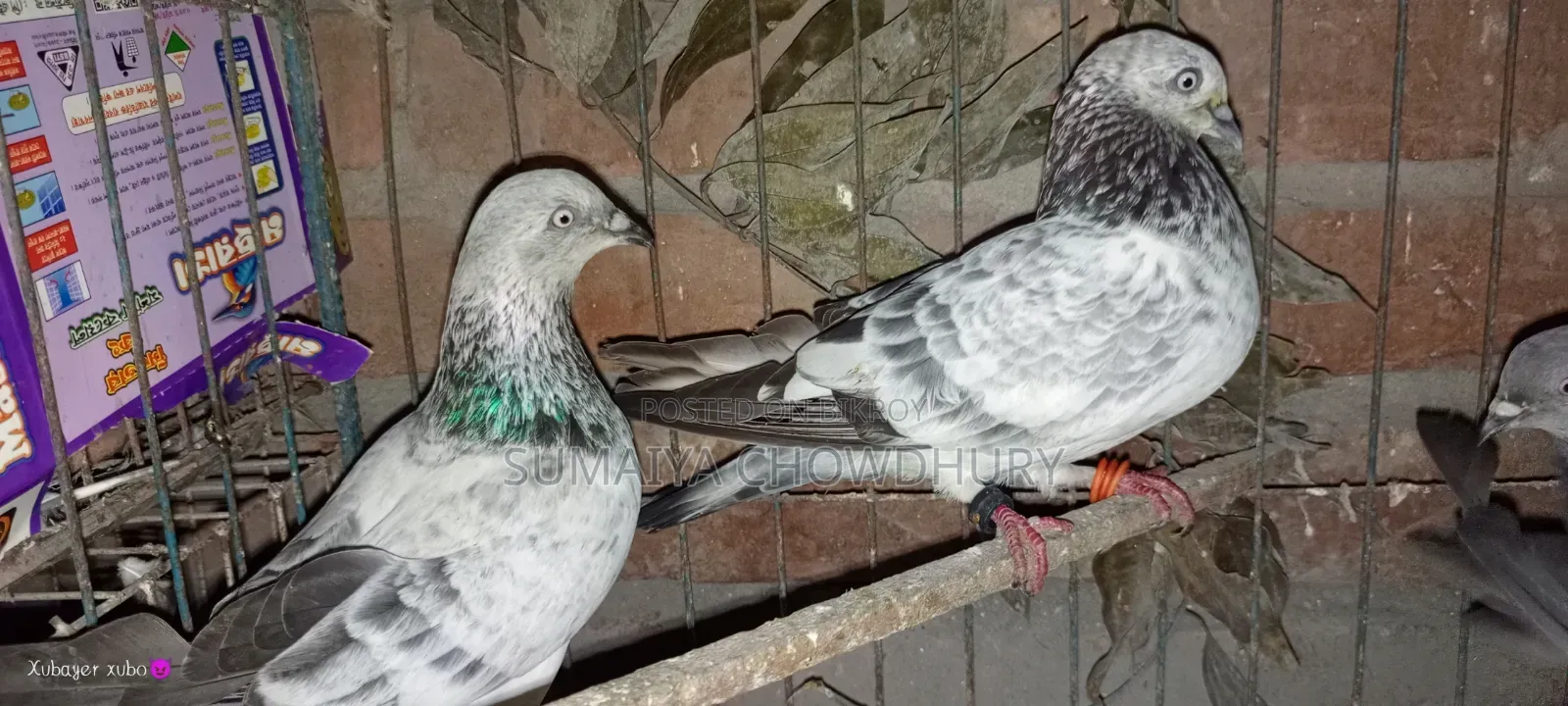 সিলভার রানিং কবুতর