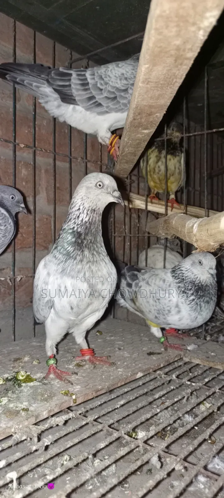সিলভার রানিং কবুতর