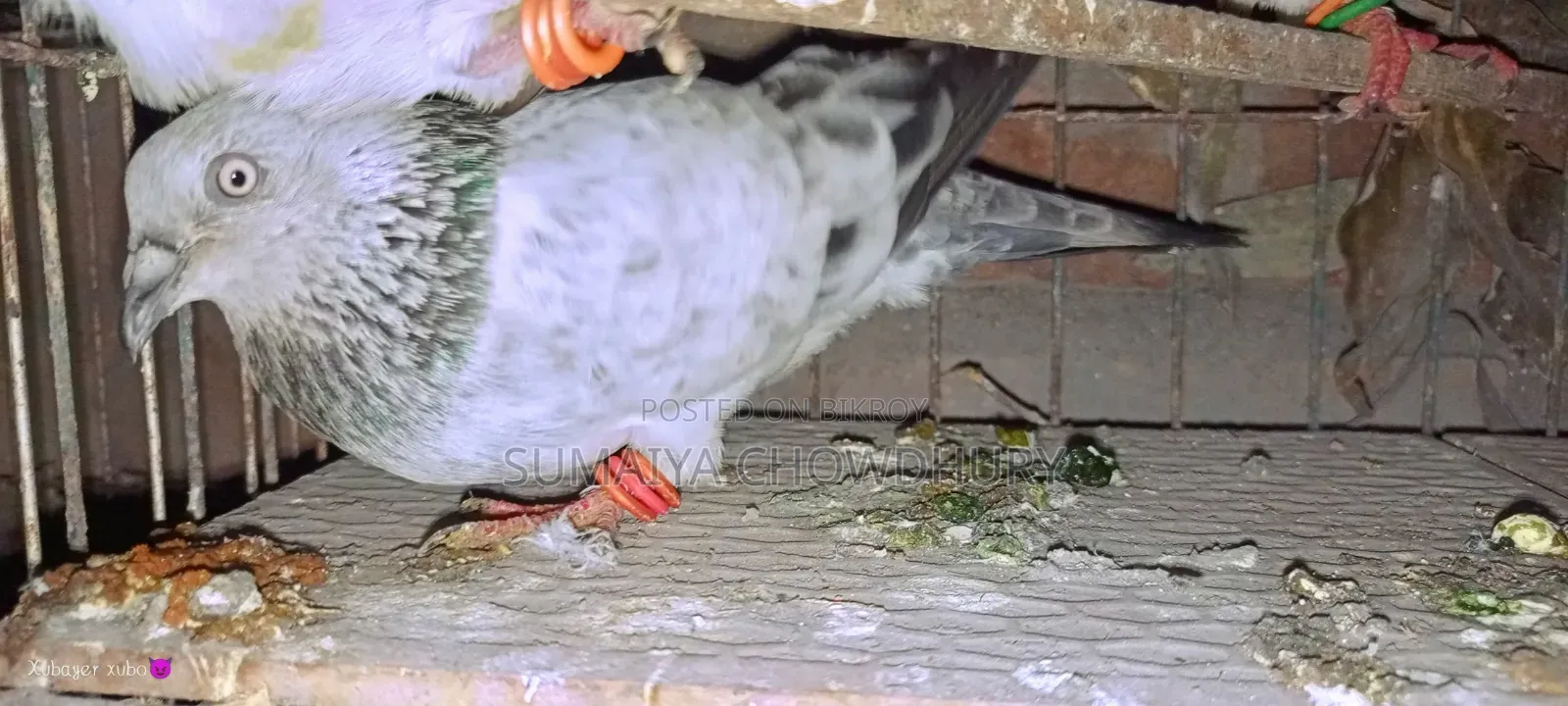 সিলভার রানিং কবুতর