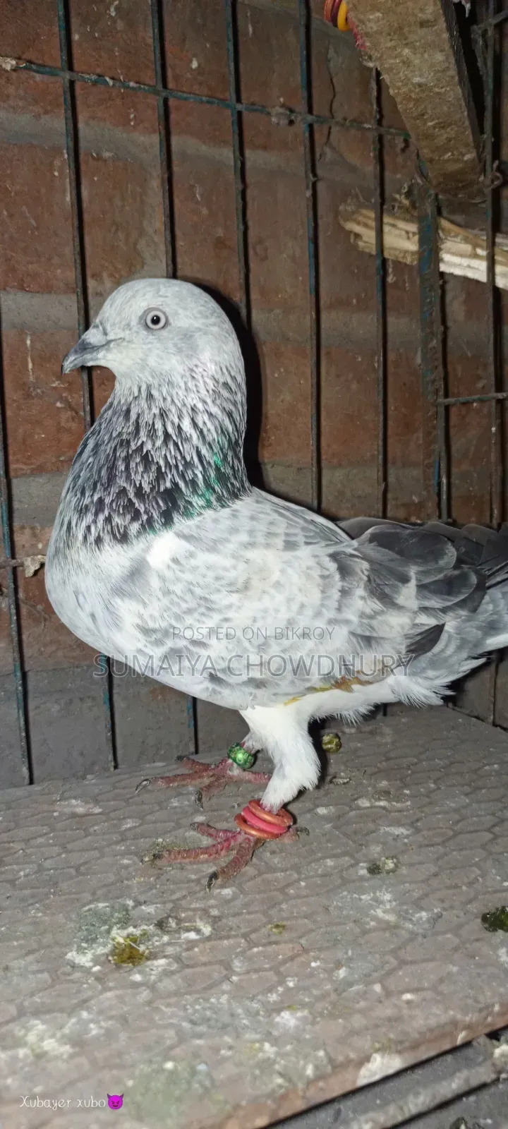 সিলভার রানিং কবুতর