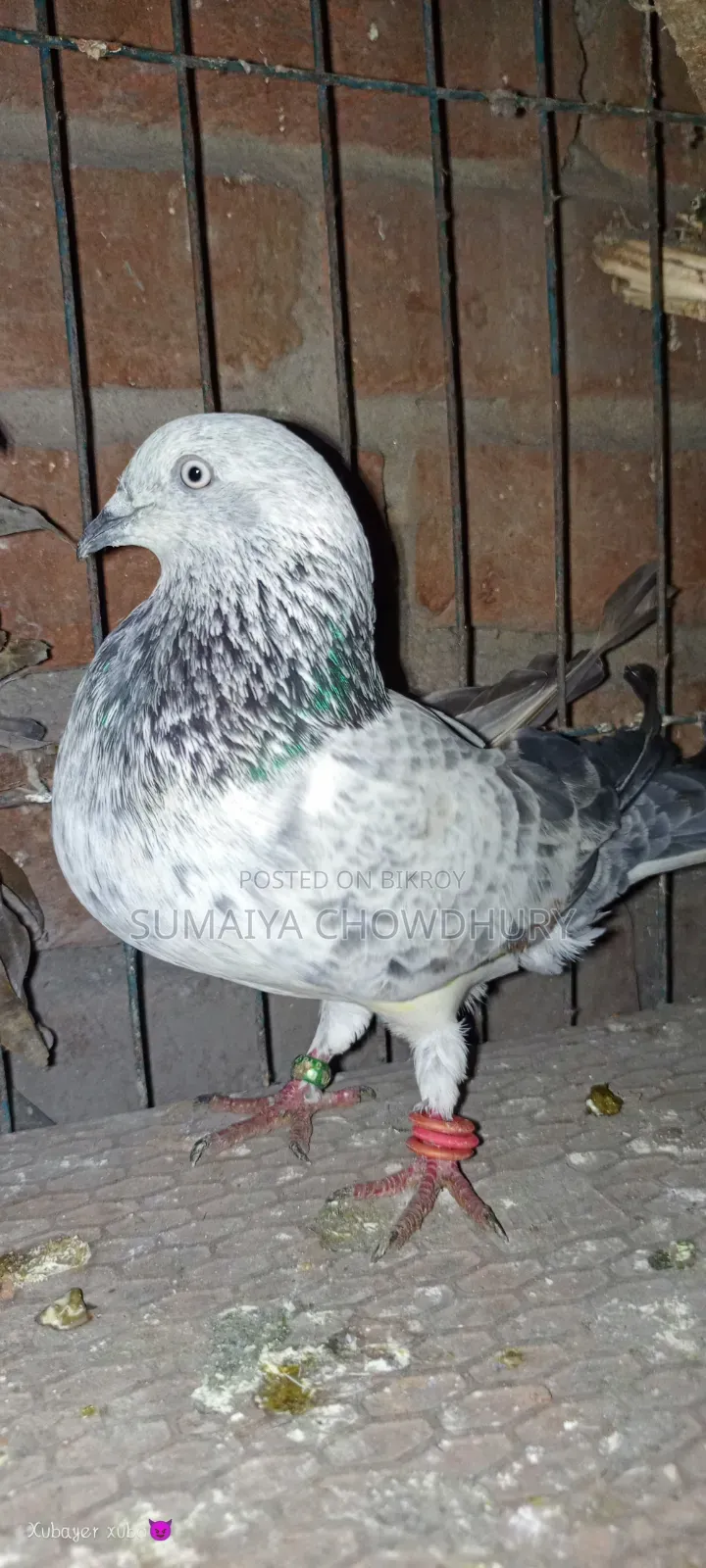 সিলভার রানিং কবুতর