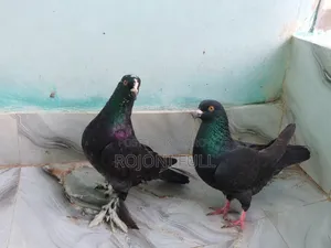 এক জোড়া বোম্বাই গোল্লা ও গোল্লা কবুতরের বাচ্চা বিক্রি হবে 🐦
