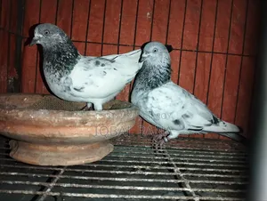 গিরিবাজ কবুতর বিক্রি হবে