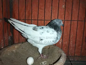 গিরিবাজ কবুতর বিক্রি হবে