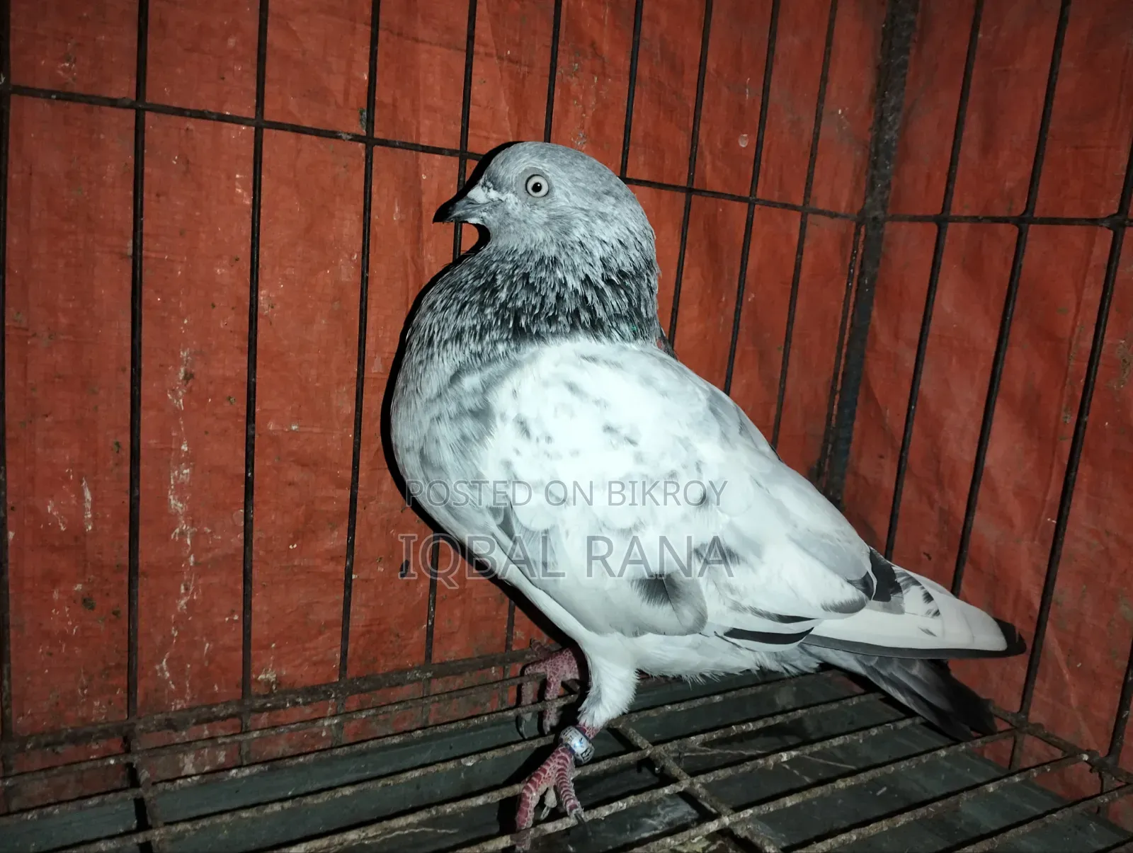 গিরিবাজ কবুতর বিক্রি হবে