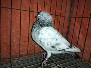 গিরিবাজ কবুতর বিক্রি হবে
