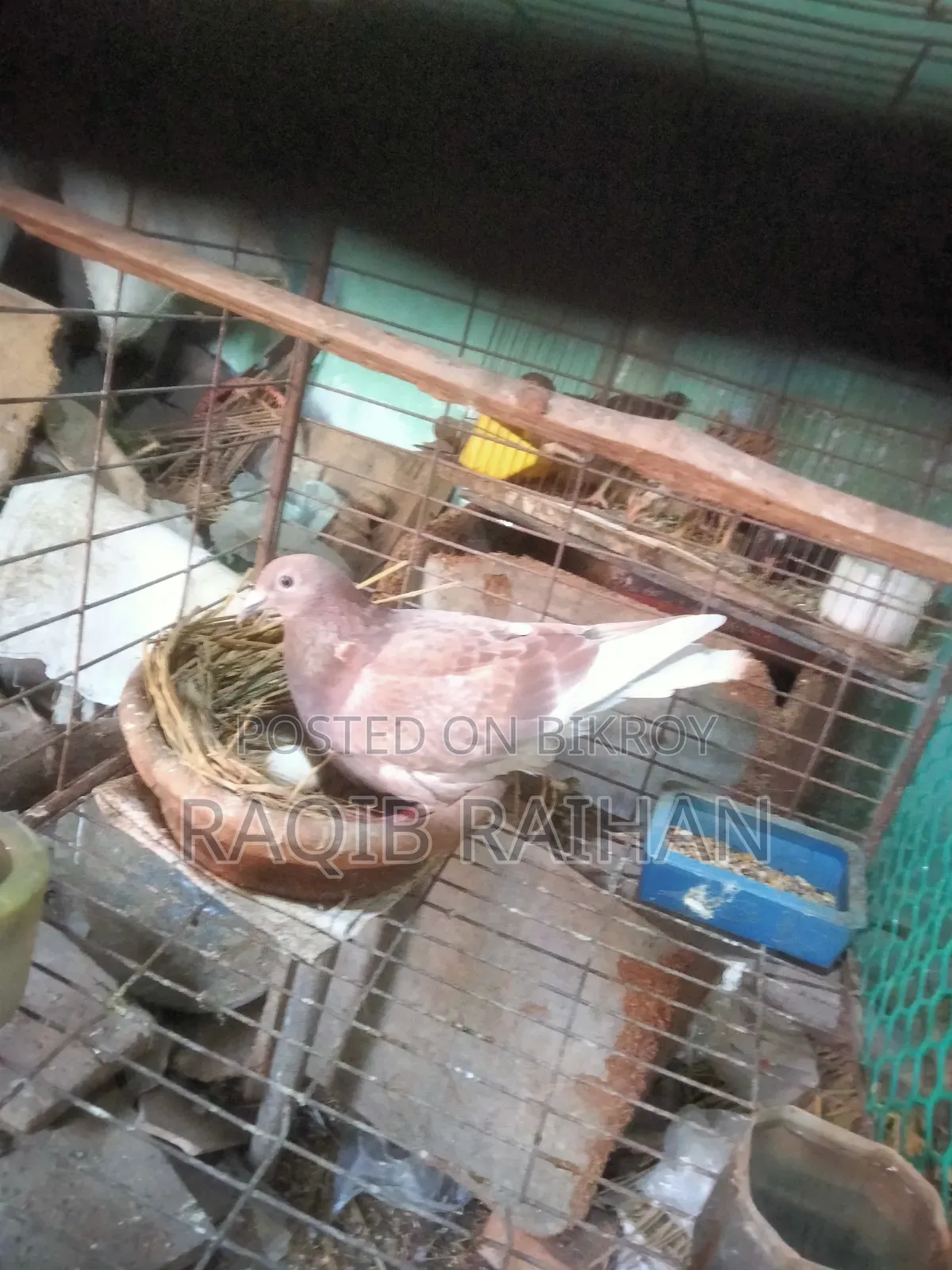 বাঞ্জা রেড চেকার মাদী বিক্রয় হবে।