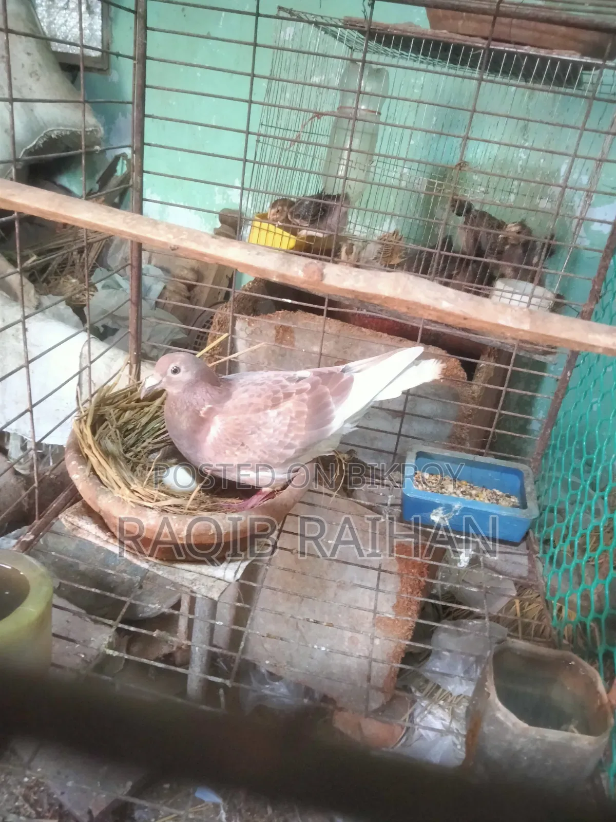 বাঞ্জা রেড চেকার মাদী বিক্রয় হবে।