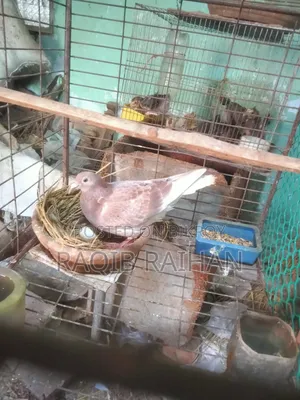 বাঞ্জা রেড চেকার মাদী বিক্রয় হবে।