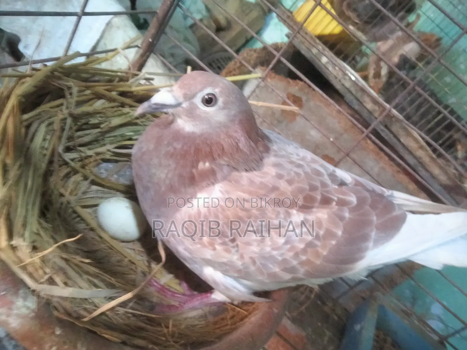 বাঞ্জা রেড চেকার মাদী বিক্রয় হবে।