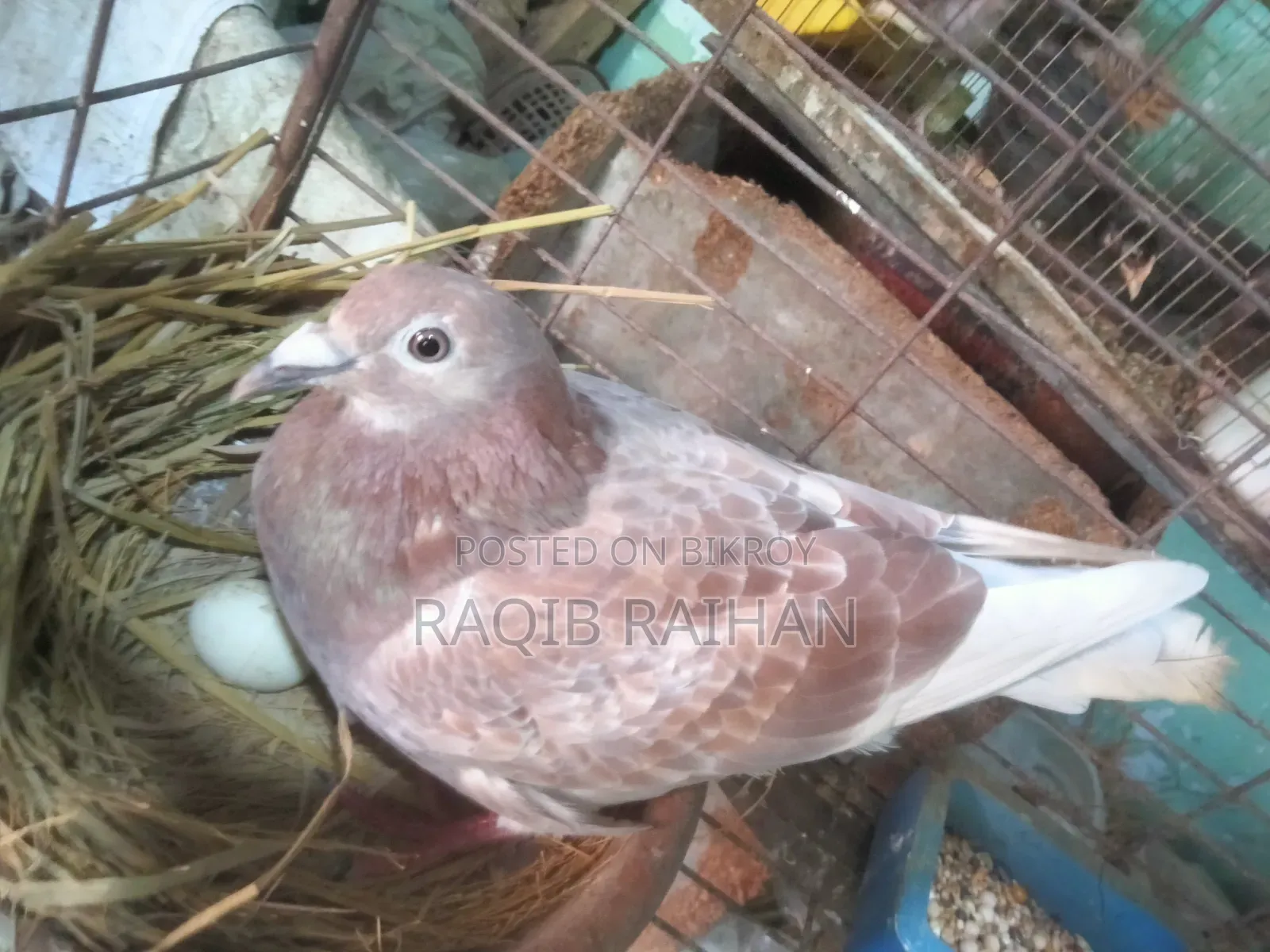 বাঞ্জা রেড চেকার মাদী বিক্রয় হবে।