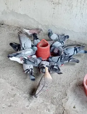 রেসার কবুতর