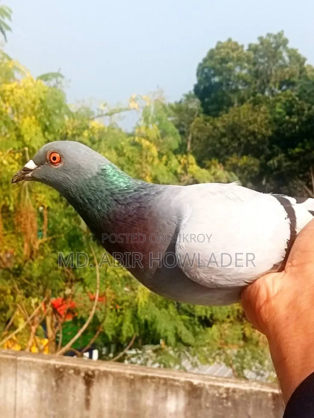 রেসার কবুতর