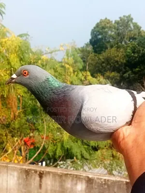 রেসার কবুতর