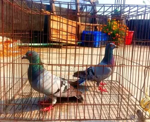 রেসার কবুতর
