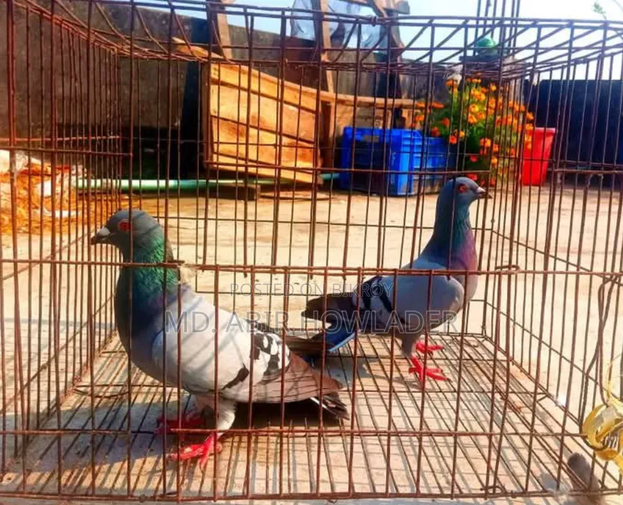 রেসার কবুতর