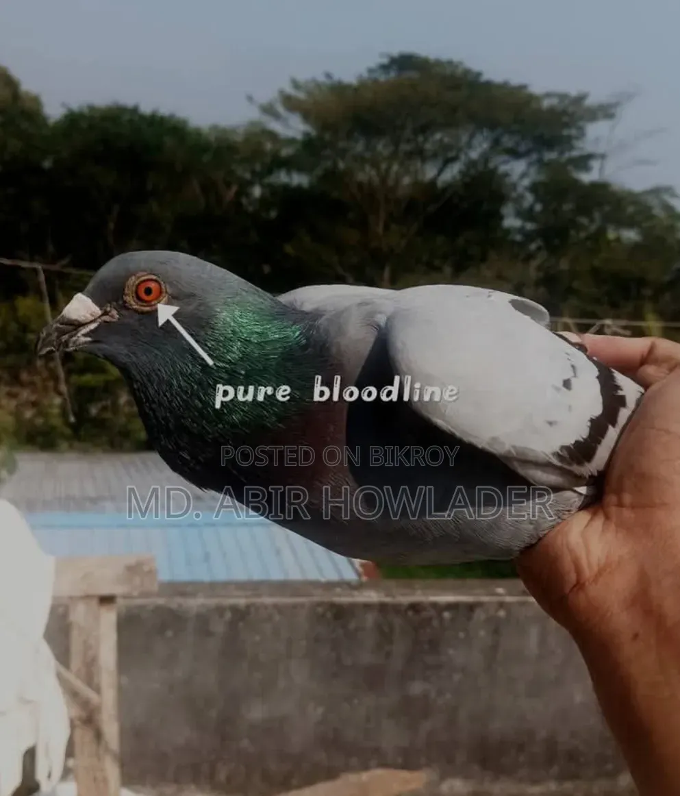 রেসার কবুতর