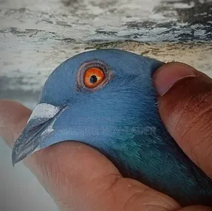 রেসার কবুতর